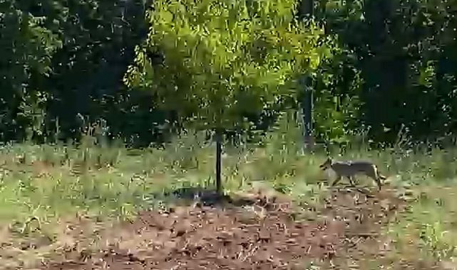 Kayısı bahçesinde traktör kullanan çiftçi kurtla burun buruna geldi