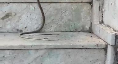 Kedinin yılanla oynadığı anlar cep telefonu kamerasında