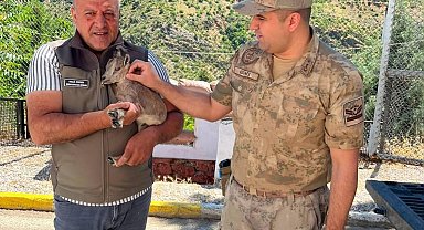 Kemaliye'de bitkin halde bulunan yavru dağ keçisi koruma altına alındı