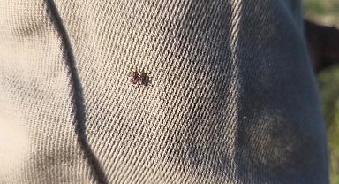 Keneye karşı uyarırken bile üzerinde kene gezdi