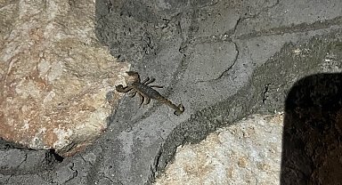 Kentin birçok farklı noktalarında akrepler görülüyor
