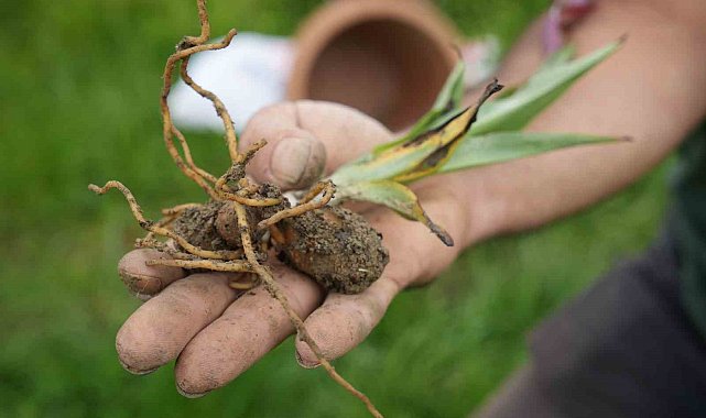 Kilosu 13 bin TL'den alıcı bulan salebin hasadı sürüyor
