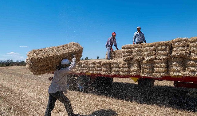Kırklareli'nde saman balyası mesaisi: Günde 500 balya taşıyorlar