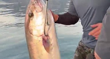 Konyaaltı Sahili'nde 56 kilogramlık kuzu balığı şaşkınlığı