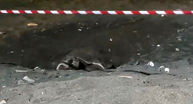Koruma alanı dışına yuva yapan caretta caretta için şeritli tedbir
