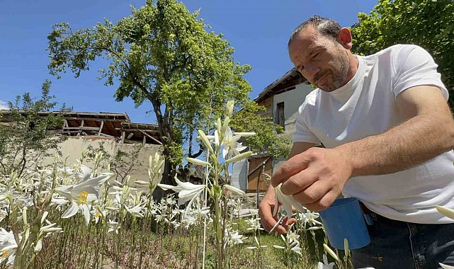 Koruma altında olan akzambaklardan elde edilen yağının litre fiyatı 5 bin Euro'yu aştı