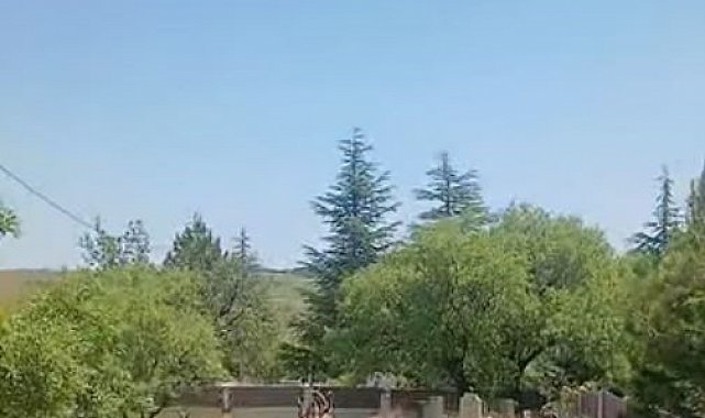 Koruma altındaki dağ keçileri Harput mezarlıklarında görüntülendi