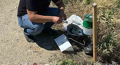 Köşk'te pamuk tarlalarına zararlı takibi için monitör tuzak kuruldu