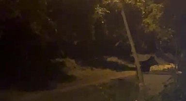 Köye inen ayı köylülere heyecan ve korku yaşattı