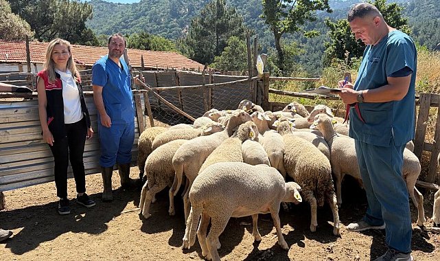 Küçükbaş hayvanlara aşılama yapıldı