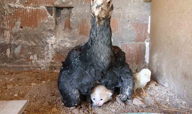 Kümesin davetsiz misafiri yavru kedi anne tavuğun altına sığındı