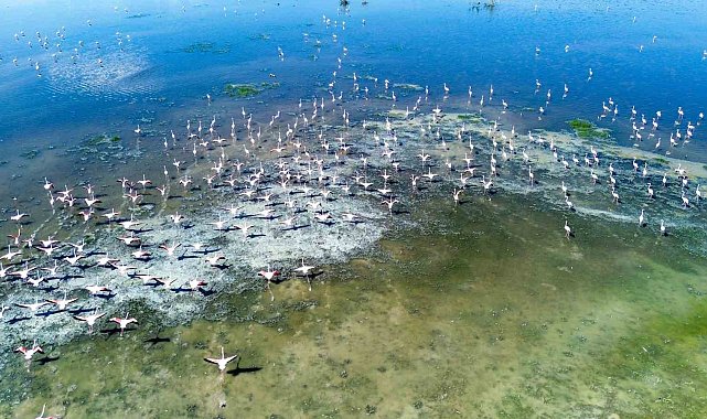 Kuş cenneti Akgöl eski günlerine döndü: "Allı turnalar" görsel şölen sunuyor