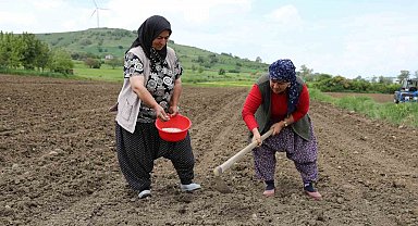 Ladik fasulyesi yeniden toprakla buluştu