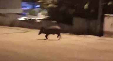 Mahalleye inen domuzları böyle kovaladı