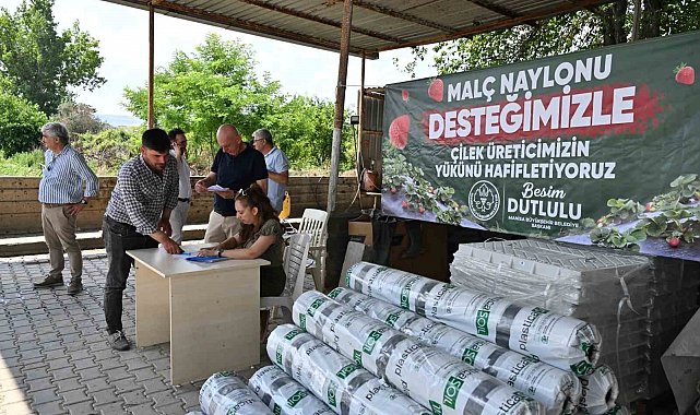Manisa Büyükşehir'den çilek üreticilerine malç naylonu desteği