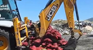 Manisa'da menşei belirsiz midyeler imha edildi