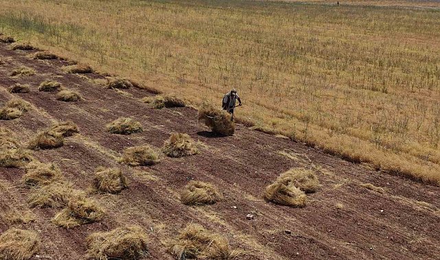 Mardin'de çiftçilerin yoğun mesaisi başladı