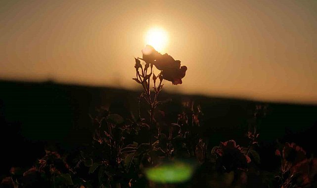 Mardin'de kurduğu gül bahçesiyle bölge kadınlarına istihdam sağladı