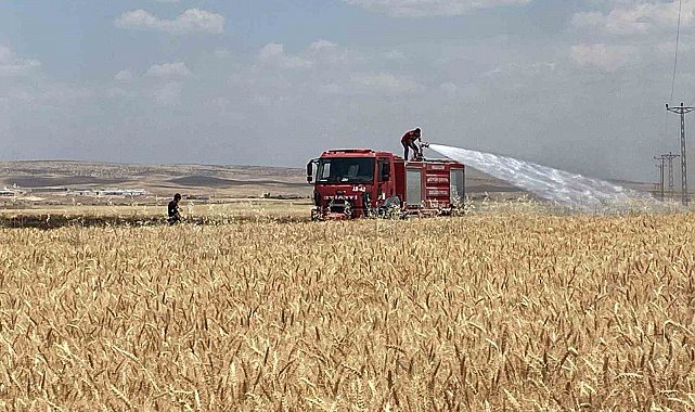 Mardin'de yaklaşık 300 dönüm ekili alan alevlere teslim oldu