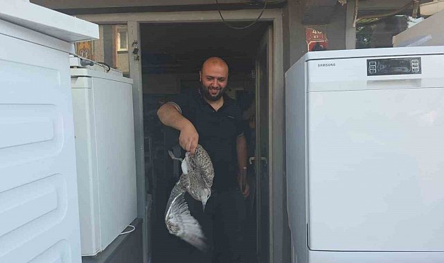 Martı yavrusu beyaz eşya tamircisini karıştırdı