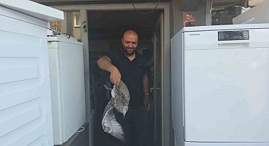 Martı yavrusu beyaz eşya tamircisini karıştırdı