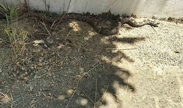 Menteşe'de zehirli engerek okul bahçesinde görüldü