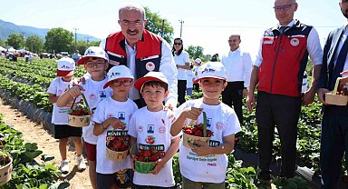 Meşhur Yenice çileğinin hasadı yapıldı