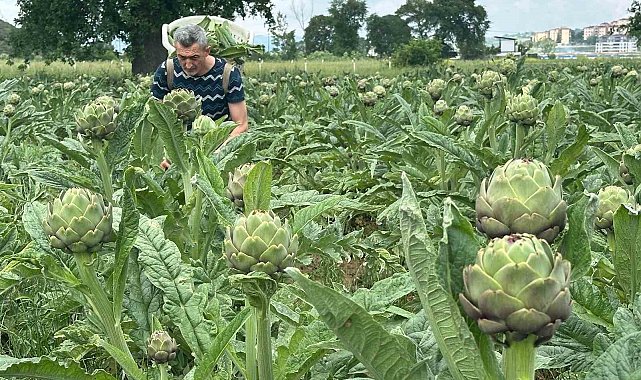 Milyonlarca liralık konutların arasında tarımsal üretim mücadelesi