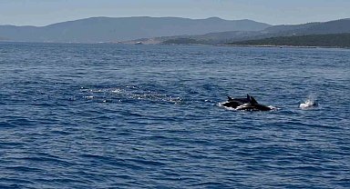 Muğla Valisi Akbıyık'ı denizde yunuslar karşıladı