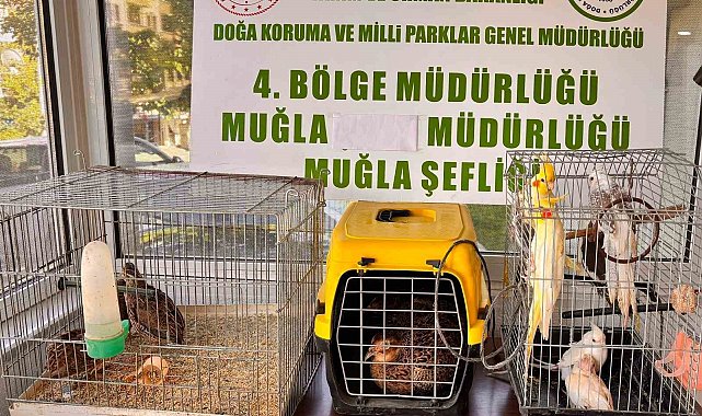 Muğla'da CİMER'e yapılan şikayet, kaçak hayvan ticaretini ele verdi