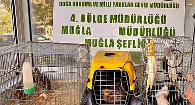 Muğla'da CİMER'e yapılan şikayet, kaçak hayvan ticaretini ele verdi