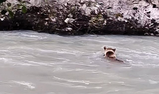 Munzur Nehri'ni geçmeye çalışan ayının mücadelesi kamerada