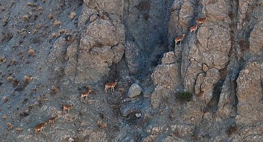 Munzur'un sarp kayalıklarında yaban keçileri görüntülendi