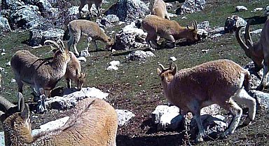 Munzur'un sessiz misafirleri fotokapana takıldı