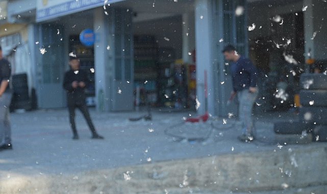 Muş'ta kavak polenleri esnafı olumsuz etkiliyor