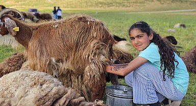 Muş'ta yayla mesaisi başladı: Lezzetli sütün sırrı dağlarda saklı