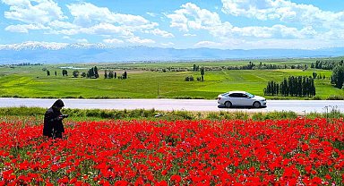 Muş'taki doğal gelincik tarlası vatandaşların ilgi odağı oldu