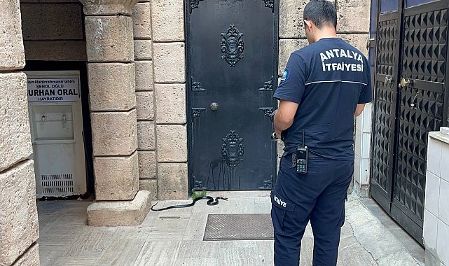Namaza gelen cemaat karşılaştıkları yılanı önce oyuncak sandı, hareket edince telefona sarıldı