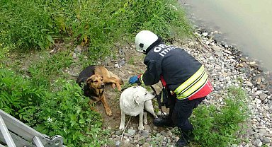 Ordu'da ırmak yatağında mahsur kalan köpekleri itfaiye kurtardı