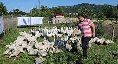 Ordu'da kaz bereketi: 20 ile başladı, 220'ye çıktı