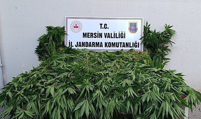 Ormanda kenevir yetiştirenlere suçüstü operasyon: 2 tutuklama