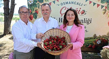 Osmancalı Çileği'nin ilk hasadı şenlikle yapıldı