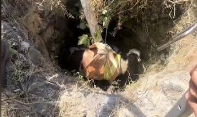 Osmaniye'de 4 metrelik kuyuda mahsur kalan buzağıyı itfaiye kurtardı