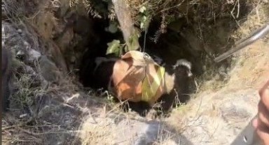 Osmaniye'de 4 metrelik kuyuda mahsur kalan buzağıyı itfaiye kurtardı