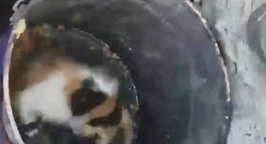 Osmaniye'de balyozla genişletilen kuyudan yavru kedi kurtarıldı