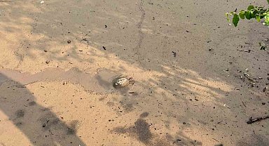 Osmaniye'de çamura saplanan kaplumbağayı itfaiye kurtardı