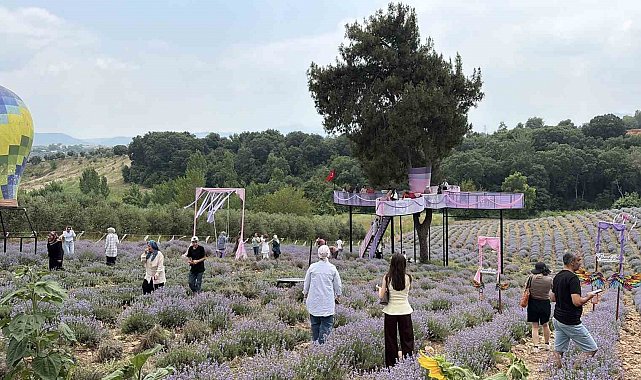 Osmaniye'de mis kokulu lavantalar arasında renkli festival