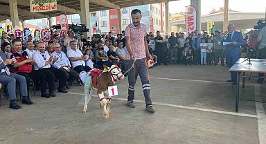Otuz buzağı arasından en güzeli seçildi