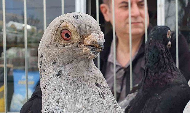 Parmak ucunda yürüyen endemik Tokur güvercinleri görücüye çıktı