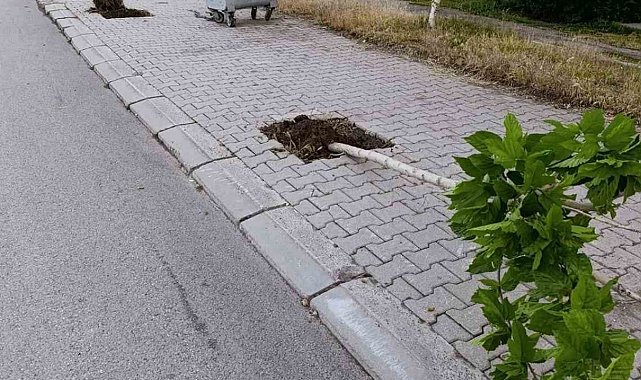 Patnos'ta ağaçlara zarar veren şüpheli yakalandı